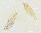 Multiple Knightia Fossil Fish Plate - x #21437-1